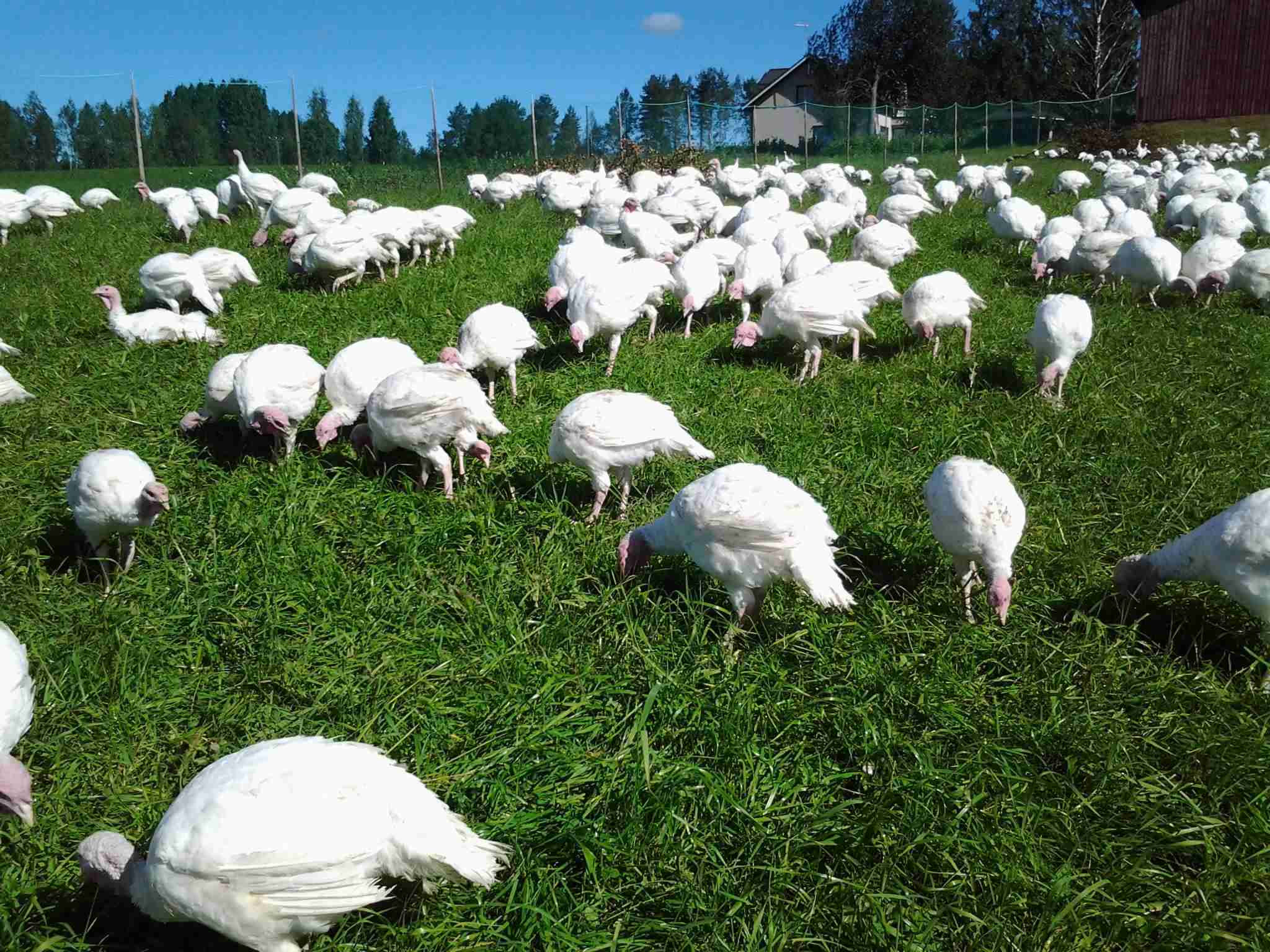 T&auml;n&auml; kes&auml;n&auml; kalkkunat ulkoilivat ahkerasti.